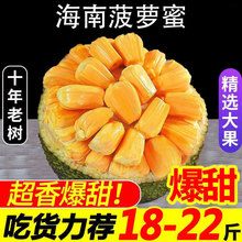 正宗海南菠萝蜜一整个新鲜水果包邮当季现摘现发干苞黄肉脆甜整箱