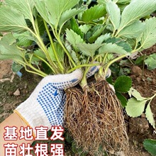 四季草莓苗南北方阳台种植果树苗当年结果奶油红颜草莓种苗秧盆栽
