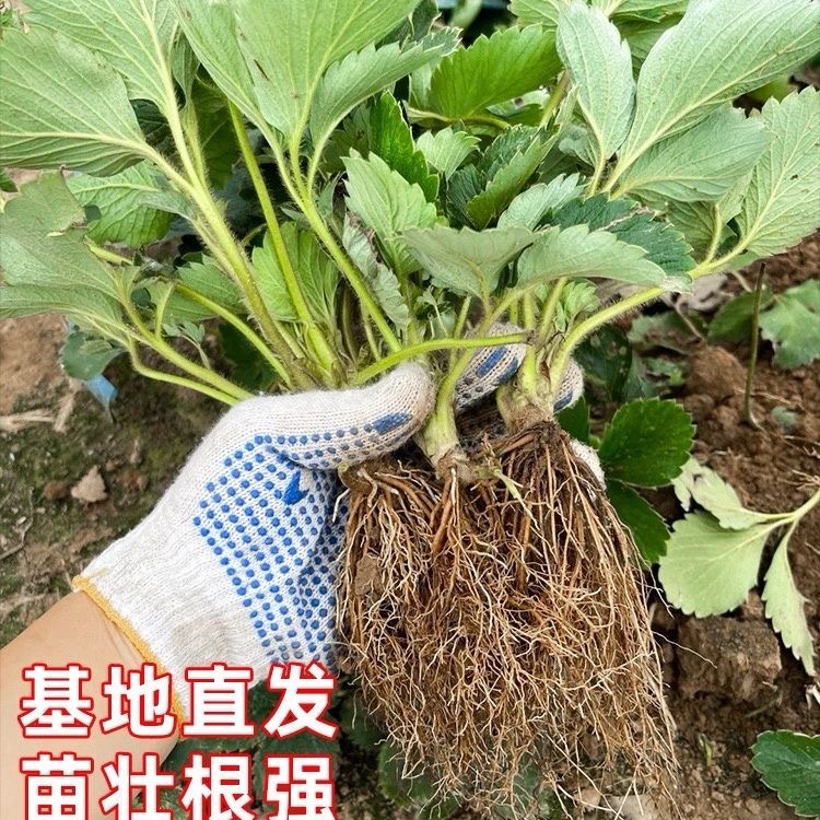 四季草莓苗南北方阳台种植果树苗当年结果奶油红颜草莓种苗秧盆栽
