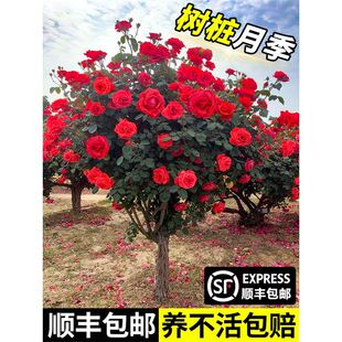 �޽Ә䘶�¼�ͥԺ�����̨���Ԙ��޽�õ�廨��󻨝���༾�_��