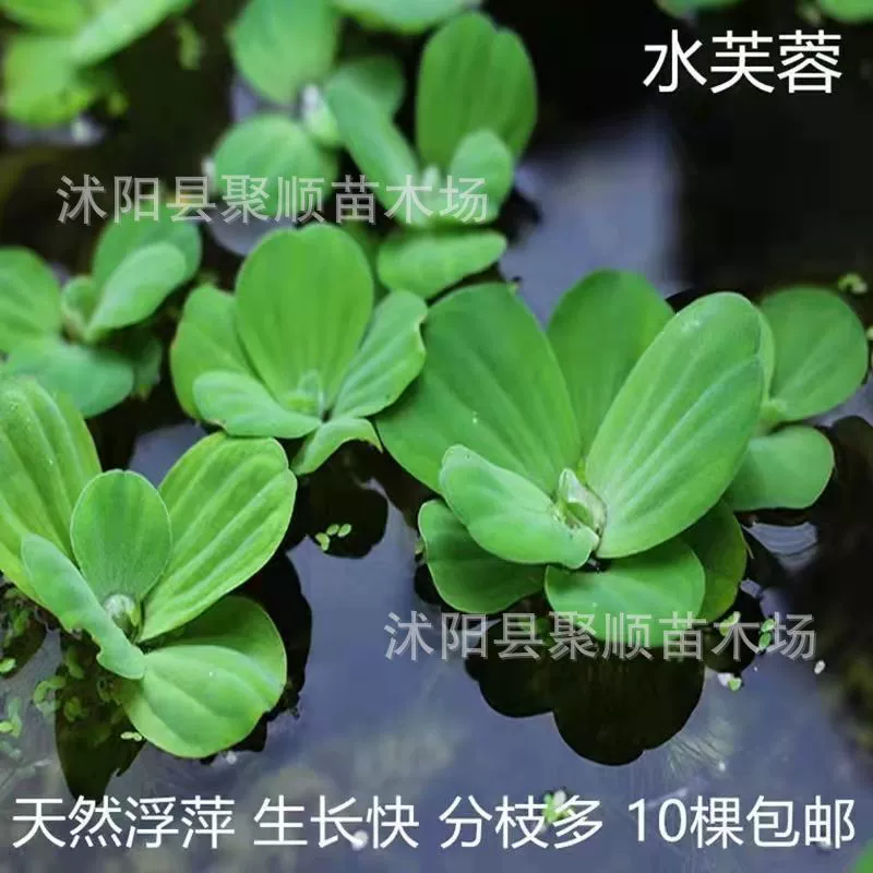 Водный гиацинт, утинок, водные растения, ландшафтный дизайн, аквариум для черепах, товары для рыб, рассада плавающего водного гибискуса