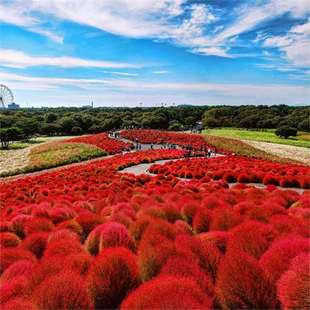 Kochia Seeds Red and Green Kochia Grass Seed Spherical Flower Sea Courtyard Outdoor Easy-To-Grow Easy-To-Live Broom Seedling Peacock Pine Seeds