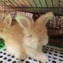 ��������ɫ���̳���Ӣϵ�Lë�Ì���W�t �r�X���ͷ�