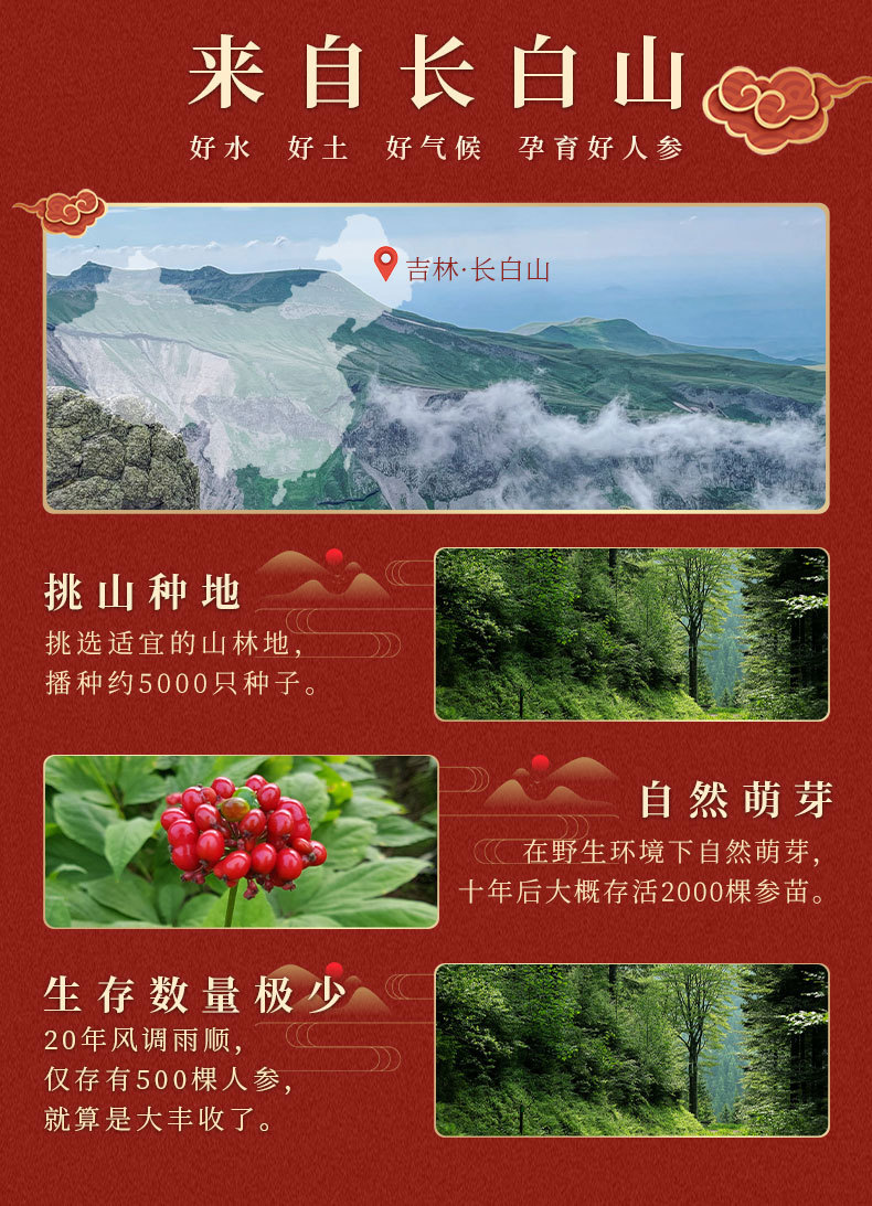 Changbai Mountain Wild Ginseng Gift Box Whole Root 50g Traditional Herbal Gift for Elders specifications