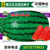 Huayu Lazy Hanwa King Watermelon Seed Oval Oval Red Crispy Watermelon Seeds Seeds Seed Watermelon Seeds Manufacturer wholesale