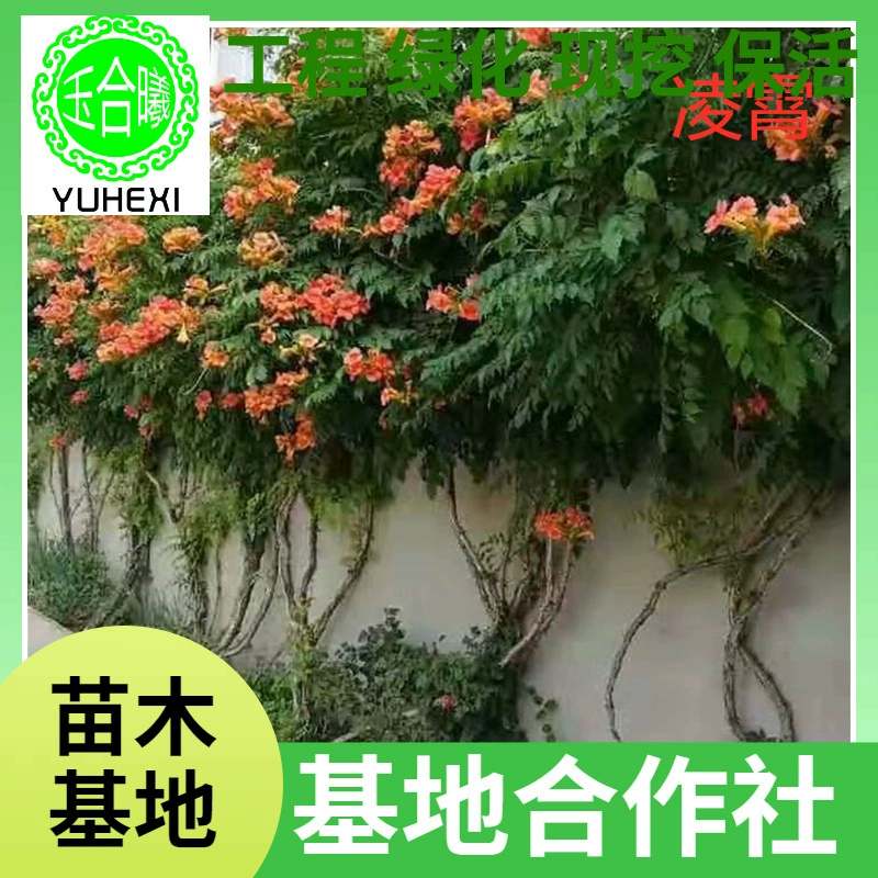 Оптовая база саженцев клевера в горшках, вьющихся растений для двора, цветущих в том же году, скидки на большие объемы