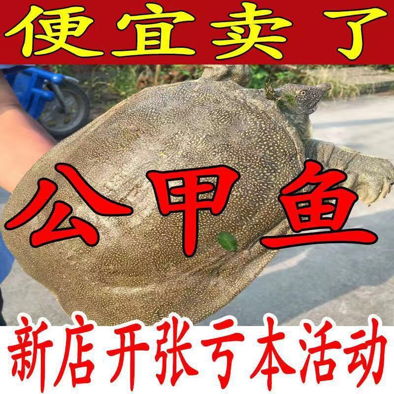 Turtle Fresh Service Turtle Bastard The Chinese people Seafood Laobie Turtles Amazon Manufactor