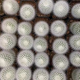 White Xiaoding Cactus 5.5cm Pot Reference Drag Pot Shipped Without Soil Succulent Plant Base Direct Sales Large