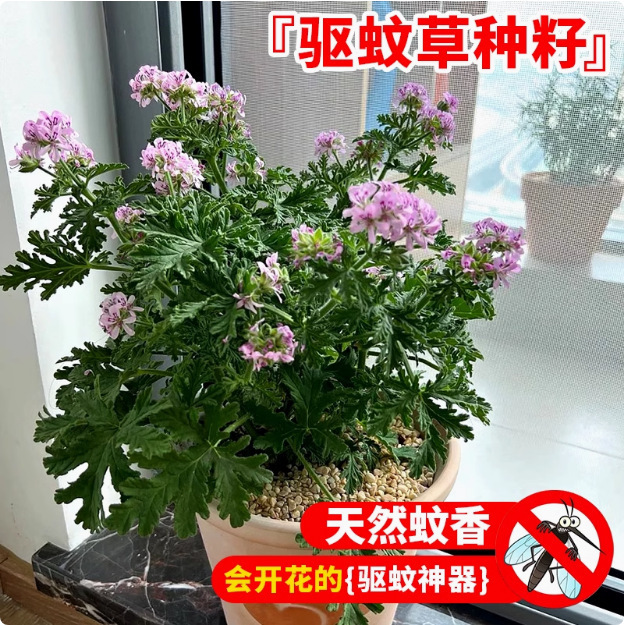 Semillas de flores repelentes de mosquitos jardín balcón interior cuatro estaciones fáciles de plantar vainilla en floración semillas de albahaca semillas de flores