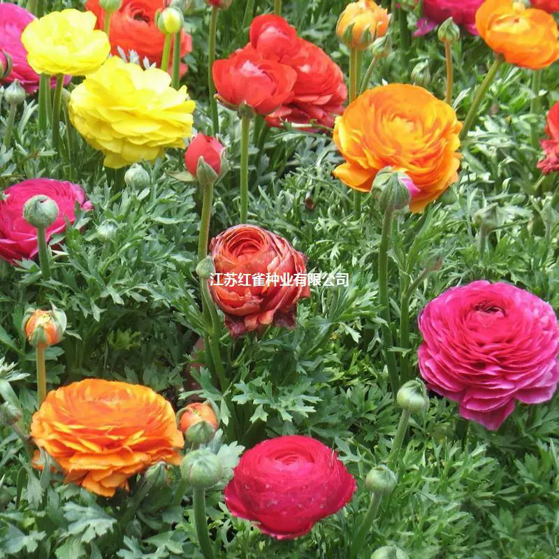 Оптовая цветок Лютик сад в горшке корень зеленого растения Персидский Лютик спецификации цветения