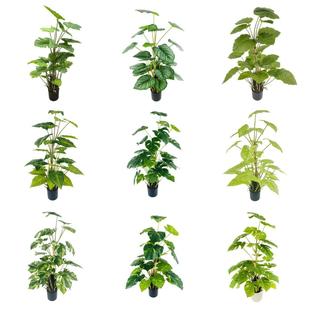 ����ֲ������l�Ř�Gֲ����ɢβ������С�ϙ�٘����z�������˽�