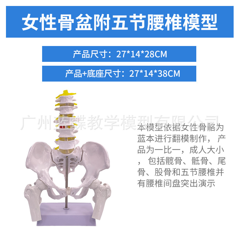 ��̬��ѧ����ɻŮ�Թ��輰�ӹ�ģ����ǻ�ṹ������׼��⿵��