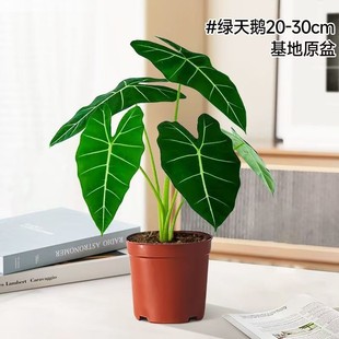 �G���Z�������Z�q����ϡ���ؼ��M���҃��̨�͏d��ֲ���T�Gֲ����