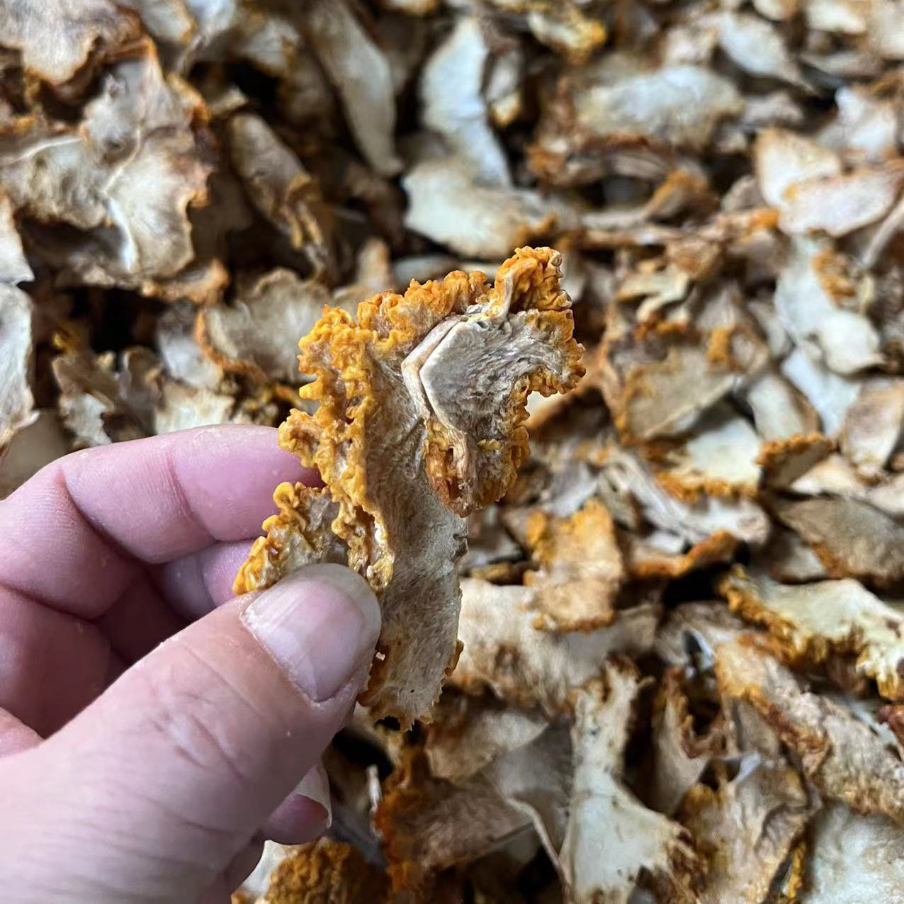 金耳片土特产 黄木耳菌黄金耳片散装泡发率高 金耳片干货厂家批发