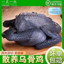 散养乌骨鸡现杀新鲜土鸡农家月子鸡生鲜走地鸡整只顺丰包邮乌鸡