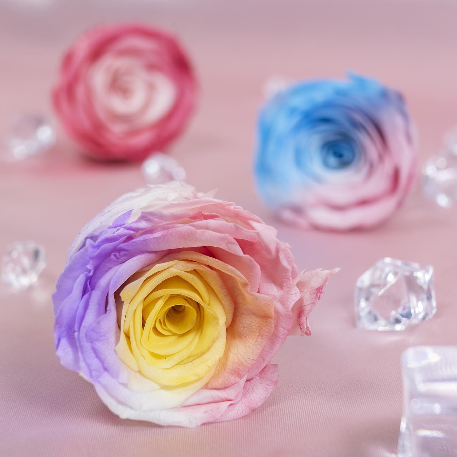 Yunnan Yongsheng flor fábrica al por mayor azul y blanco gradiente color conservado flores DIY flores eterna Rose cabeza grado A