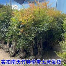 火焰南天竹树苗庭院绿化苗木四季观叶耐寒植物火焰挂果红天竹树苗