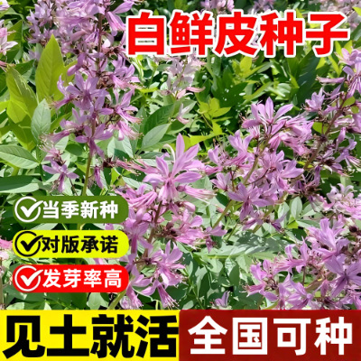 白鲜皮种子八股牛山牡丹羊鲜草中草药新采药材种籽春秋播种高发芽