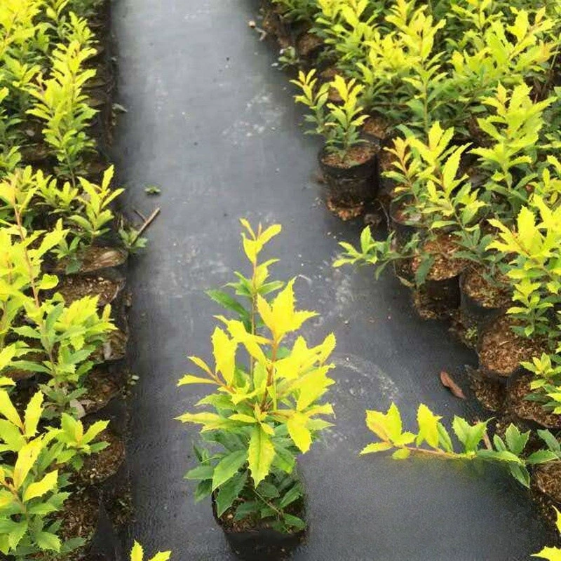 Питомник оптом Золотой Скелет сусальное золото Китайский Wolfberry происхождения оптом большой Кубок рассады листвы растений