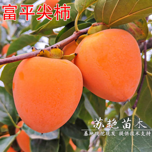 �޽Ӹ�ƽ�����������������������Ϸ������Nֲ�����Y��