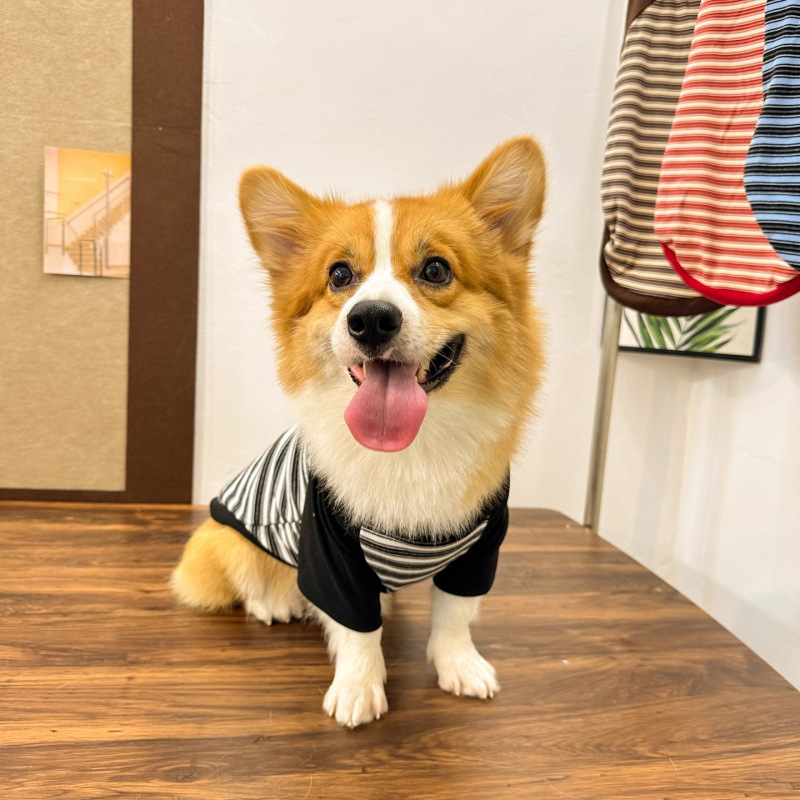 Perro de mascota primavera y otoño ropa Corgi perro calentamiento ocio tracción rayas camisetas de cuello redondo