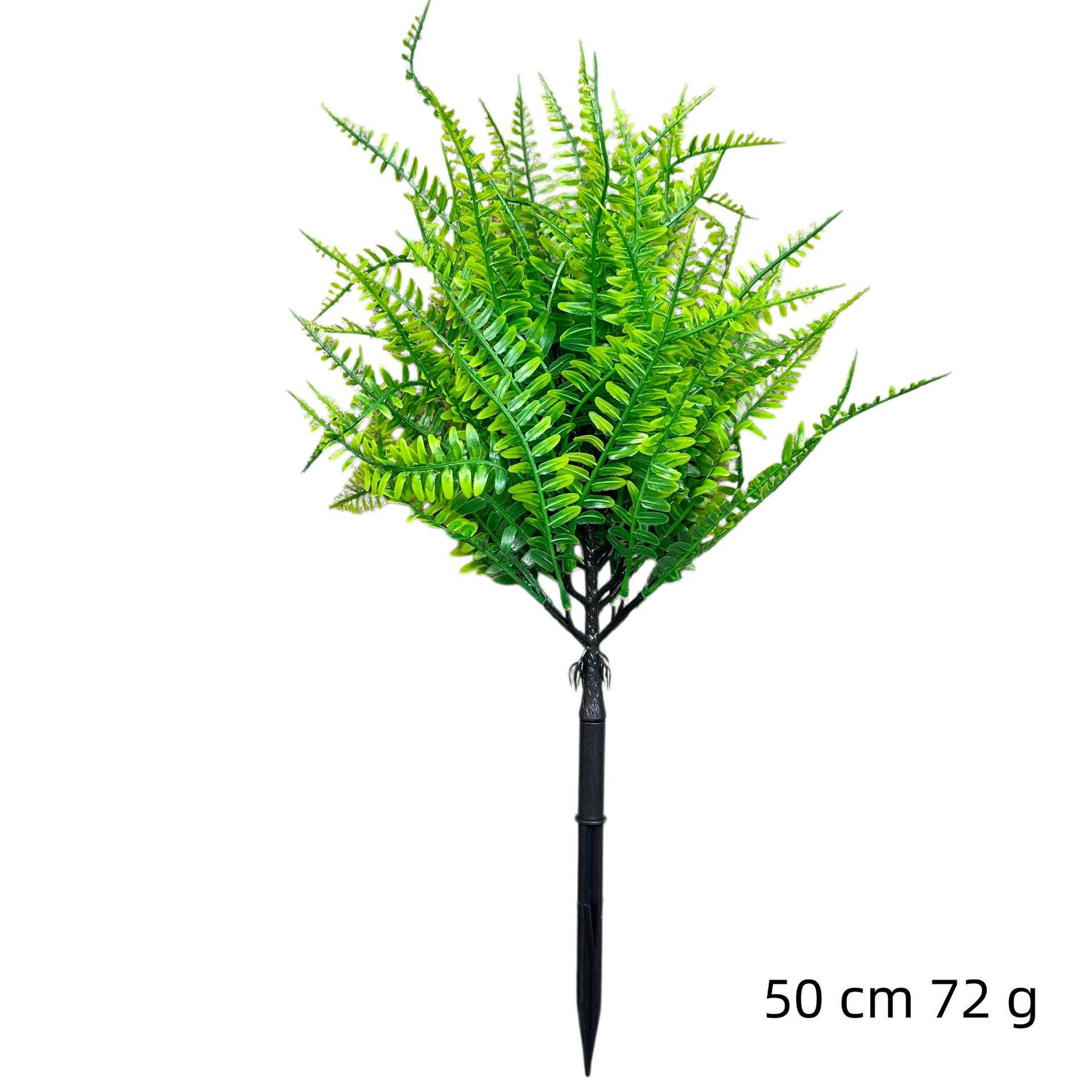 Green plant fern ground planting Boston fern realistic
