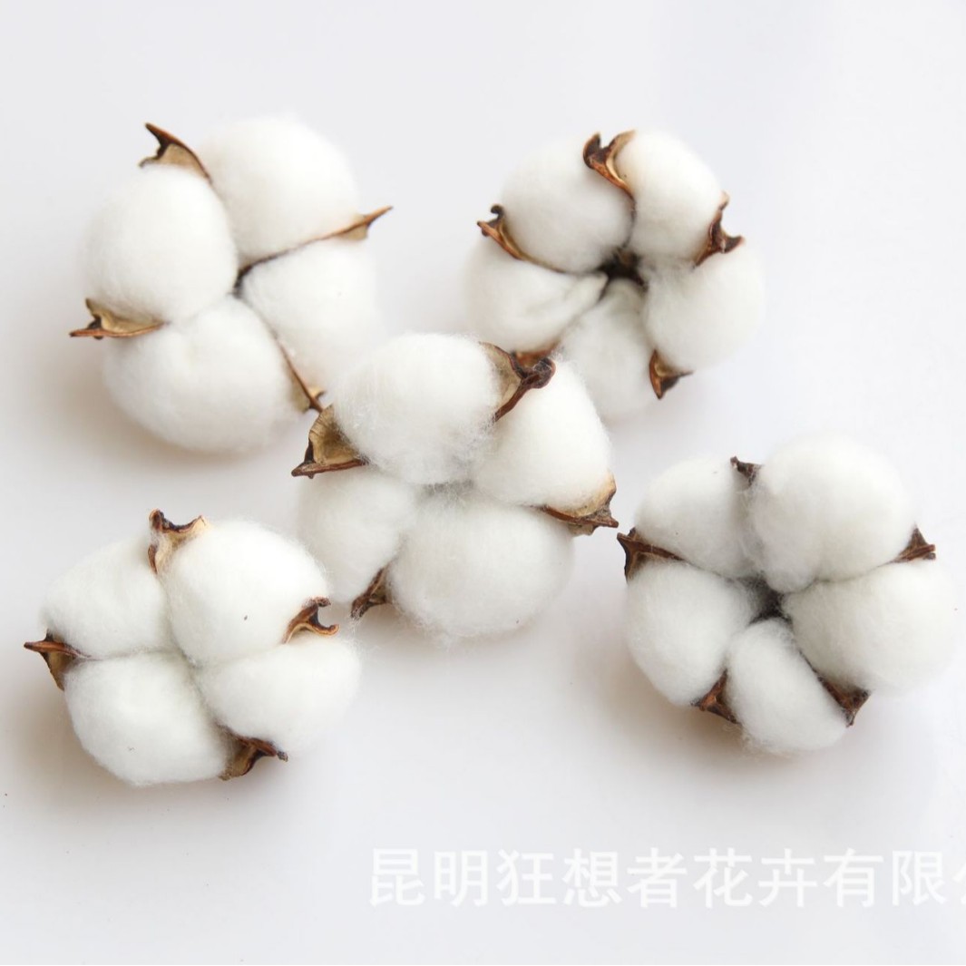 Đầu bông trắng [5 bông trong một túi]
