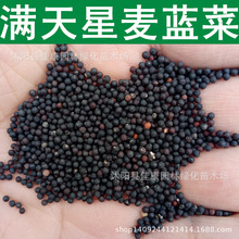 草花种子 麦蓝菜种子 满天星种子 王不留行 土满天星 1件=1斤