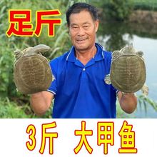 甲鱼 外塘甲鱼公苗王八海鲜中华老鳖乌龟水产鱼