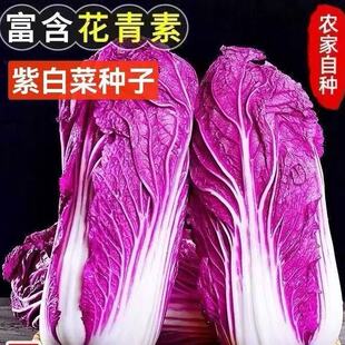 ���羳��̡��I�B�ϰײ˷N����ɫ��ײ��ļ����NͥԺ�r��Ժ�����