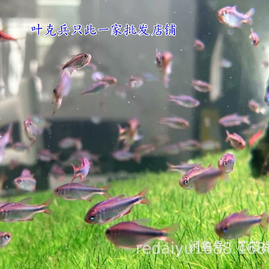 Шанхай Тропические Рыбы Оптом Южная Америка Маленькие Лыги Фиолетовый Дьявол Лампа