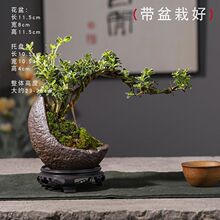 绿植盆栽室内金边六月雪悬崖造型小盆栽植物办公桌面摆件开花盆景