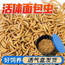 ����x�����،m�����x���r���������ڻ��S�ۻ��x֩������Z����