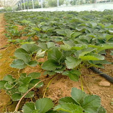 三叶一心草莓苗出售 泰安妙香七号草莓苗价格 基地直供草莓生产苗