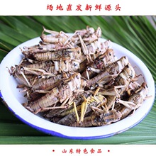 新鲜蚂蚱去翅纯母蝗虫带满籽东亚飞蝗冷冻蚱蜢昆虫母蚂蚱500g