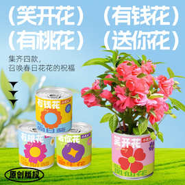 小花农祝福盆栽 迷你种植罐头花教学小学生礼物办公室桌面小盆栽