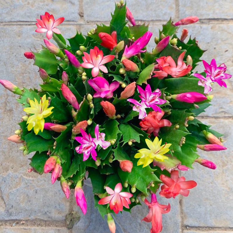 带花苞蟹爪兰花苗盆栽大苗带根室内阳台花卉可嫁接四季开花