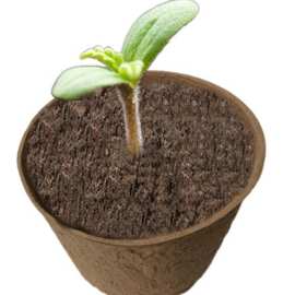 园艺纸浆育苗杯环保可降解10CM圆杯有排水孔不伤根种植杯培育种子