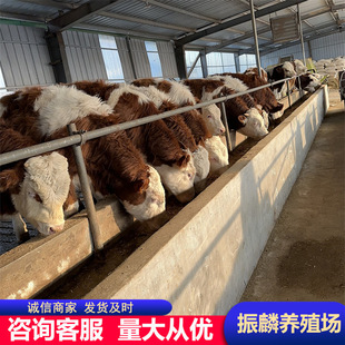 �������T����ţ ţ�� ��ţ�� ���������Sţ����һ�^