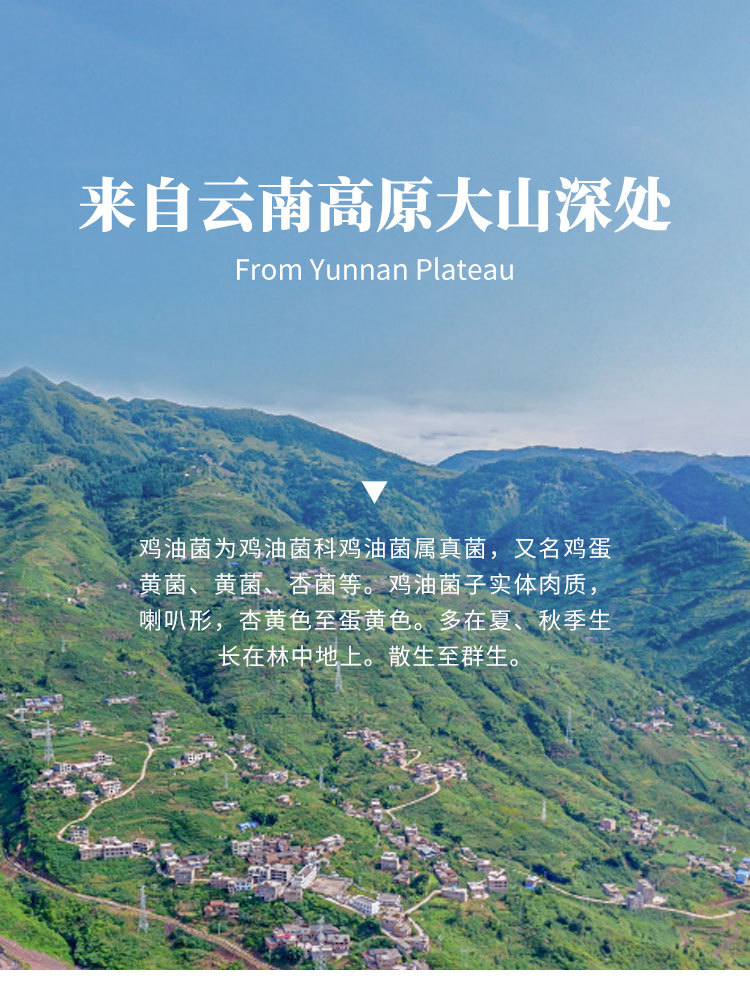 鸡油菌干货详情页zz_03.jpg