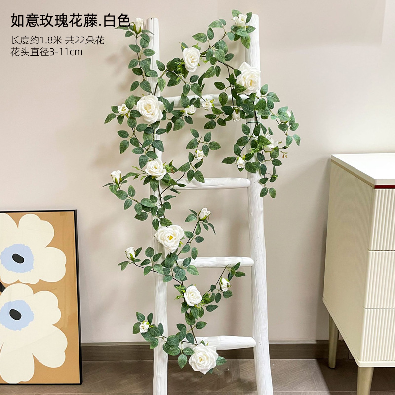 흰 장미 꽃 포도 나무 1.8 미터