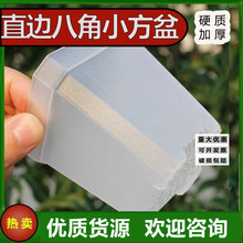 透明款方盆硬质直边多角多肉育苗盆基地花盆加厚跨境电商黑白绿植