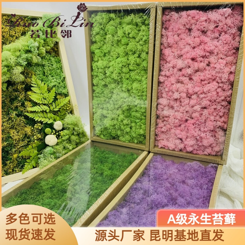 Yongsheng A-Grade Reindeer Moss Coral Grass Moss DIY Handmade Photo Frame Moss Micro Landscape Glass Cover Immortal Flower Moss