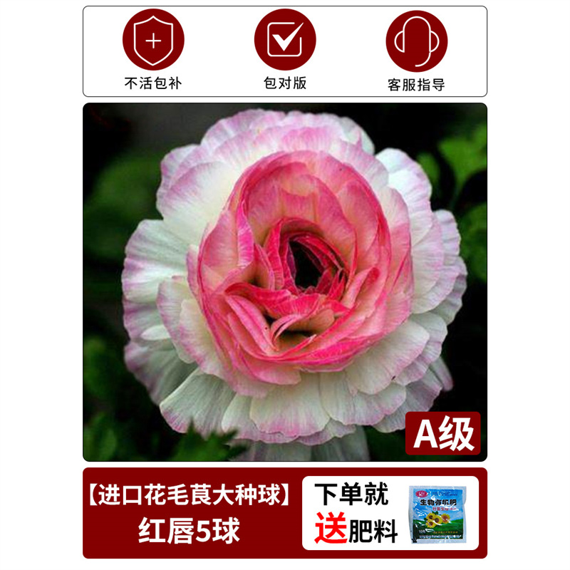 Anemone bulb - red lips (1 bulb)