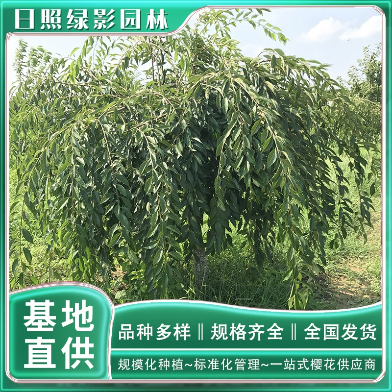 8 см восьмикратная красная ветка висит Вишневый цвет Происхождение зеленая тень сад восьмикратная красная подвесная ветка цветение вишни рыночная цена