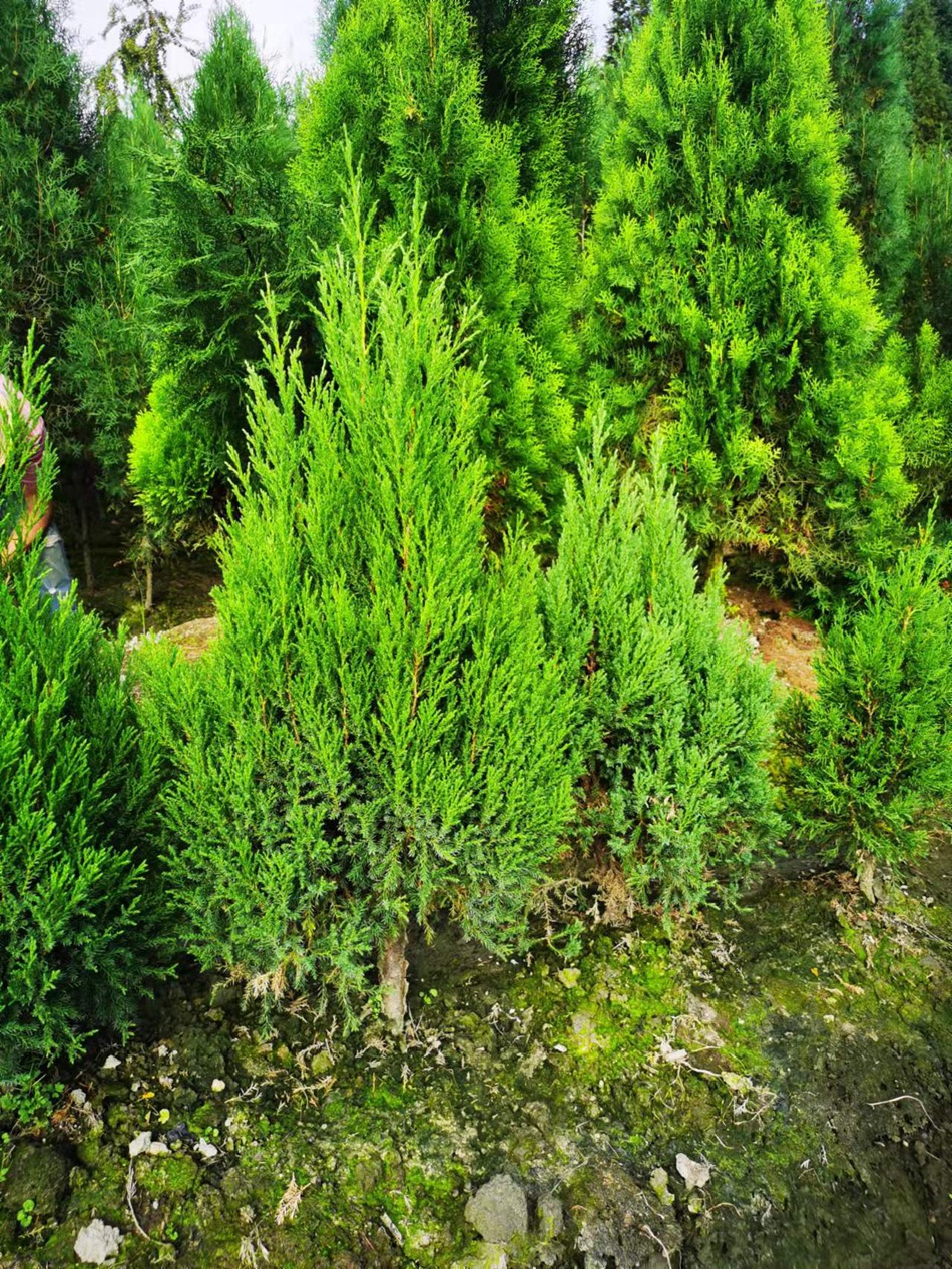 塔柏地苗 蜀桧 圆柏 桧柏 公墓地庭园宝塔柏树绿化行道树四川苗木-阿里巴巴