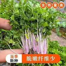 �t���۲˷N�����Ͳ�ɫ�۲˷N�ӠI�B�S���ļ��N�I�I�B�ز˷N�Ӵ���