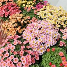 ������Է�����{��obϵ����ֲ���~�ݑ�����@�L�t���ױ����̨�Gֲ