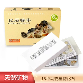 定制化石标本套装能量石摆件玩具螺化石原石幸运石考古石头工艺品