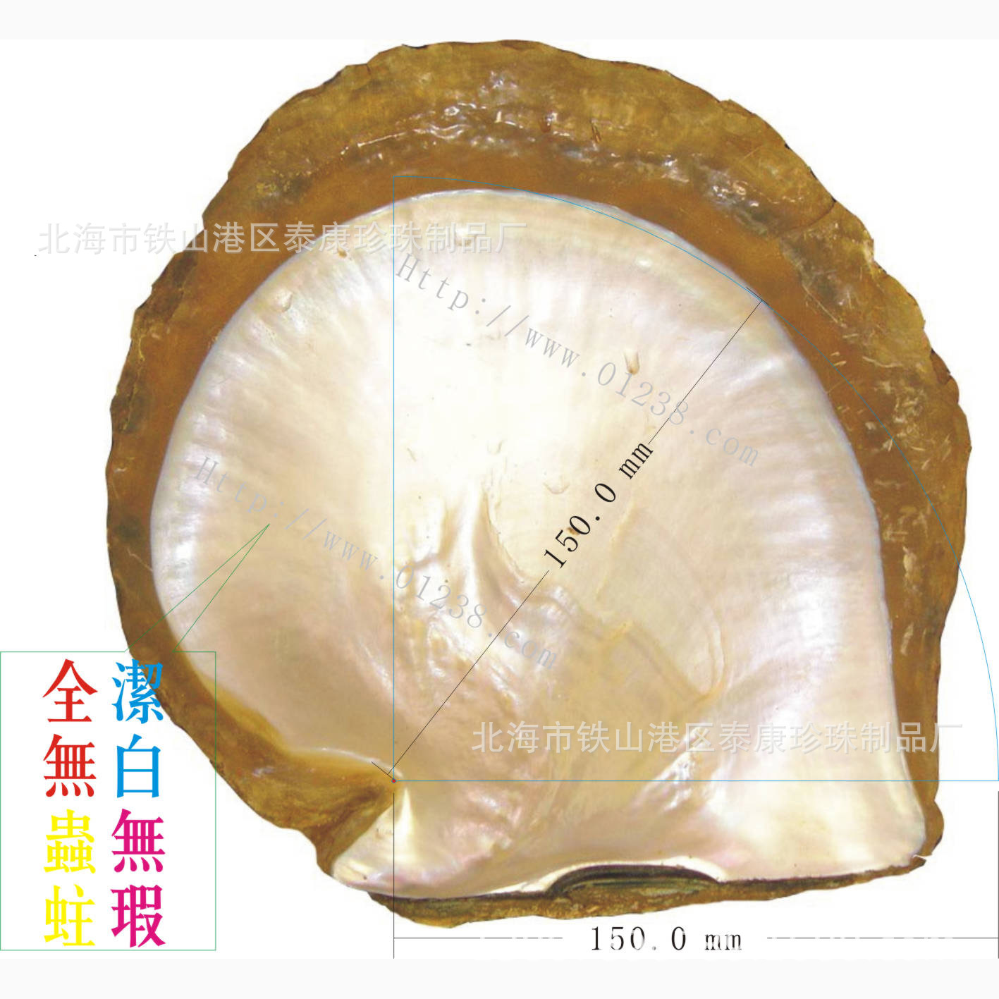 ���ް׵����� ����Ҷ���鱴�ǡ�White Lip MOP��Ȼ�ֹ�����